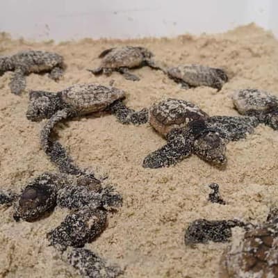 Baby turtles released after being saved from ex-cyclone