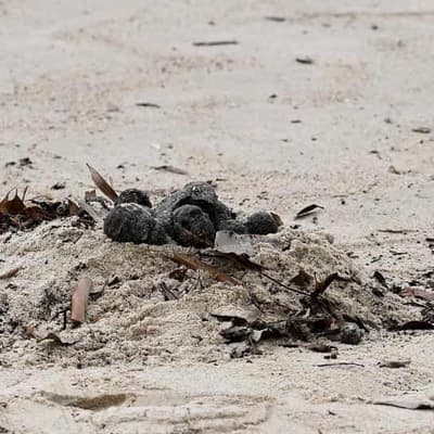 Source of mysterious 'tar balls' on beaches revealed