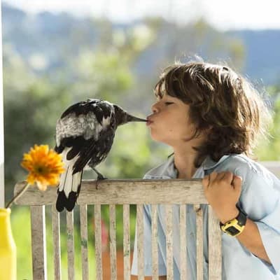 Aussies embrace once 'nerdy' hobby as top bird revealed