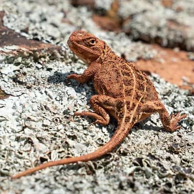 Doggy delight: wildlife detectors sniff out rare dragon