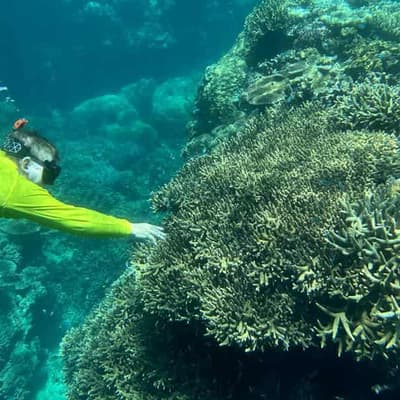 Reality check for reviving dead and dying coral reefs