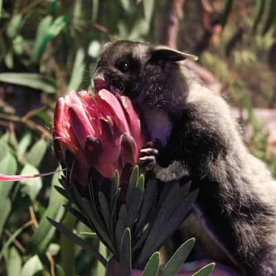 Axe falls on loggers' plan to avoid battle over gliders