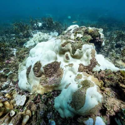 'Underwater bushfire' devastating reefs yet to let up