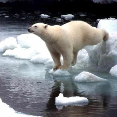 Claims polar bear population is growing are on thin ice