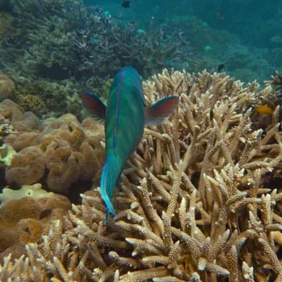 Sixth mass bleaching event strikes reef since 2016