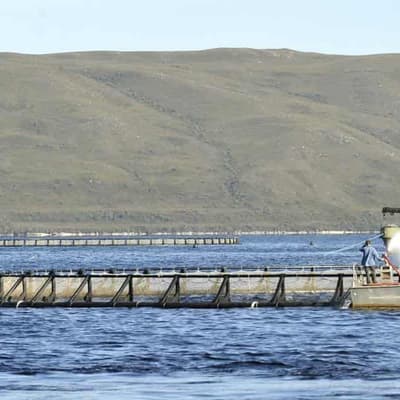 Murky waters surround federal salmon farm review