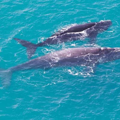 Wrong turn: whale species' population growth stalls