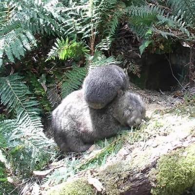 Wombat AI: software deployed to track native animals