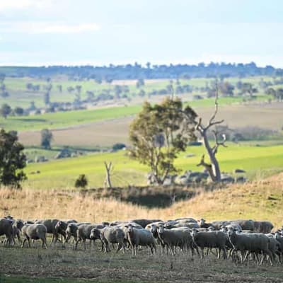Australian farmland values just keep on growing