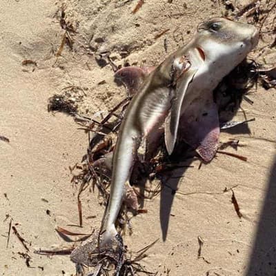 Hundreds of marine species suffocate in toxic algae