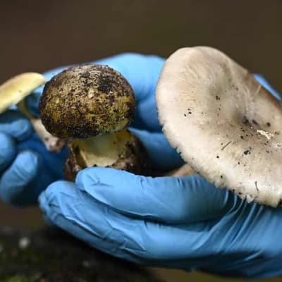 Murder trial told how death cap mushrooms become lethal