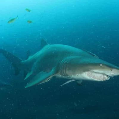 Algal bloom linked to surge in shark sightings