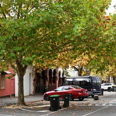 Designers find the beauty in much-maligned plane trees