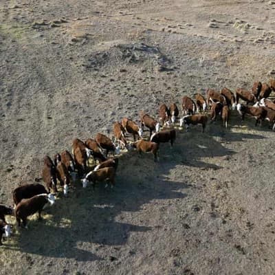 'This is really scary': farmers battle historic drought