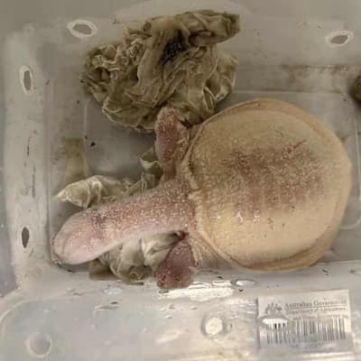 Man jailed after exotic animal trafficking gang exposed