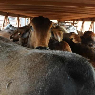 Nats leader fears US beef deal will butcher biosecurity