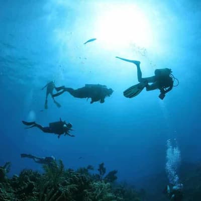 Hard truths: pioneering coral researcher shines