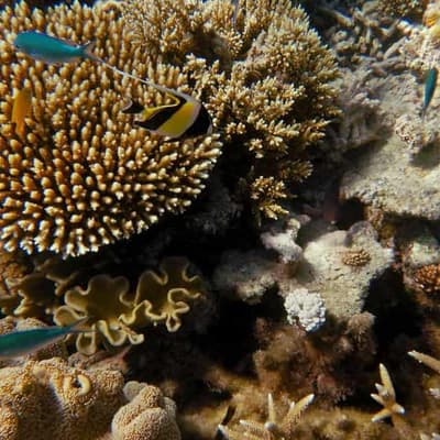 'Lifeline' for coral at risk of rising sea temperatures