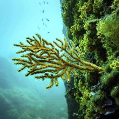 Push to turn promises into protection at UN ocean meet