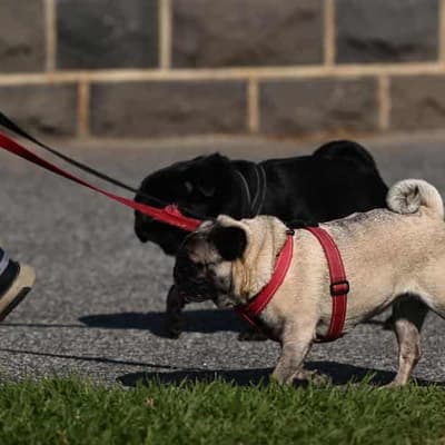 Family law reform to stop pets being weaponised