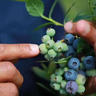 Farm flood damage trickling through to grocery checkout