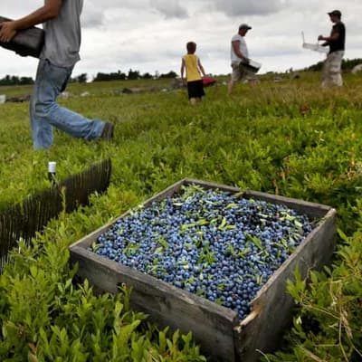 Estimated thousands trapped in Australian farm slavery