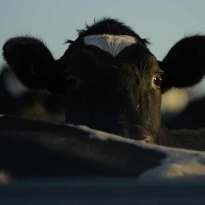 Semen worth $100k on bull market found in cattle caper
