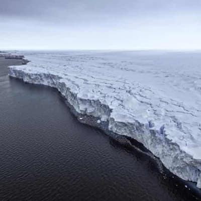 Sea ice loss risks more icebergs, threatens wildlife