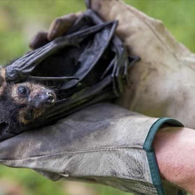 Man critical after catching rare bat lyssavirus virus