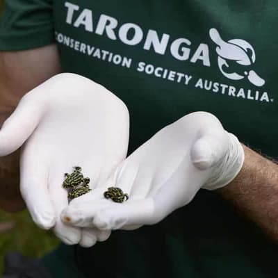 Rare frogs hop back into wild to stop species croaking