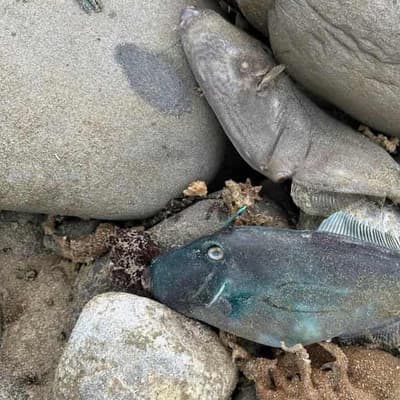 Algal bloom turns coast into a 'marine graveyard'