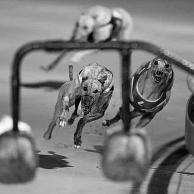 As Aussie as meat pies and Holden: farewell Dapto Dogs