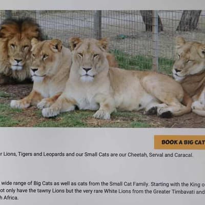 Lion bites woman in 'inexplicable' zoo attack