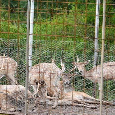 Oh deer: feral pest on highway a fatal crash risk
