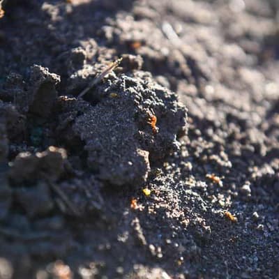 Fire ants in coal mine sound agriculture alarm