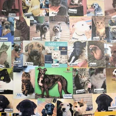 'Crisis': animal shelters struggling to survive