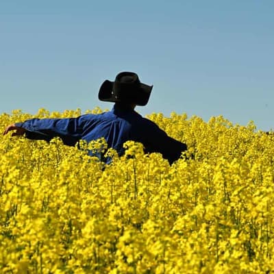 Hello Yellow: the humble crop spinning tourism gold