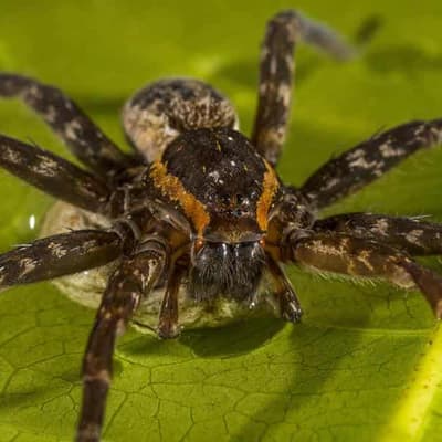 Mushrooms to mice: our fears of nature are costing us