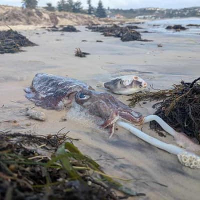 Natural and a disaster but no fed help for algal bloom