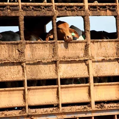 Judge's ire as 'glacial' cattle export lawsuit plods on