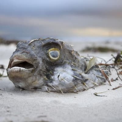 Algal bloom crisis to go under Senate microscope