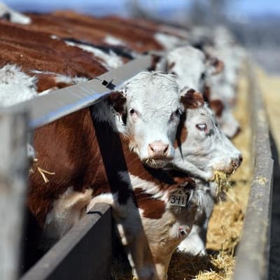 Axing of US beef ban sparks call for independent review