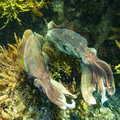 Cuttlefish catastrophe feared from deadly algal bloom