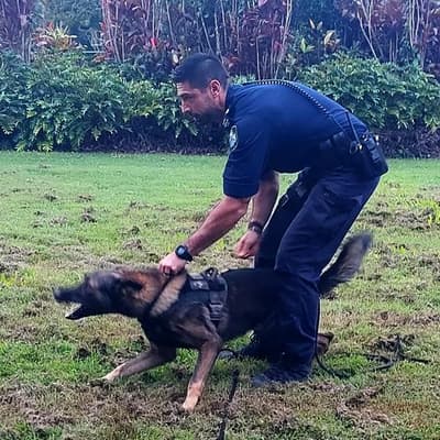 Highway pursuit ends with 'traumatic' dog bites for man