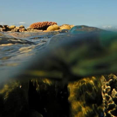 Marine heatwaves spark major climate change concerns