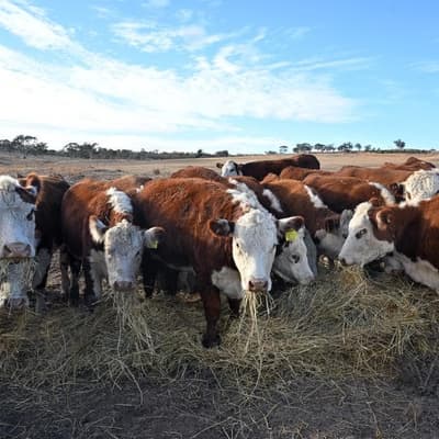 US steaks on the barbie: Trump smug on Aust beef u-turn