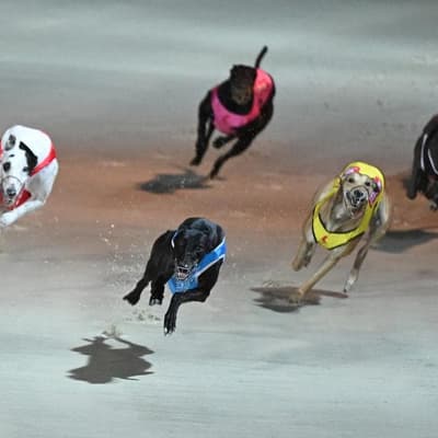 Another greyhound racing ban could see dishlickers done
