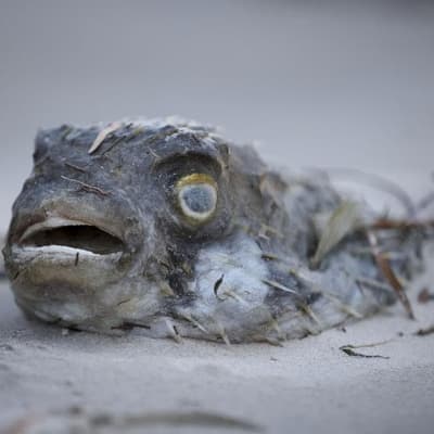 Apology over slow response to algal bloom crisis