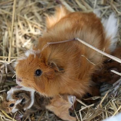 Pet guinea pigs kill and cook claim sparks prison probe