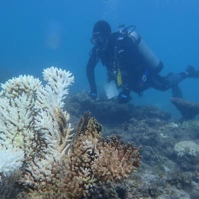 Worst bleaching on record for coral reef ecosystems